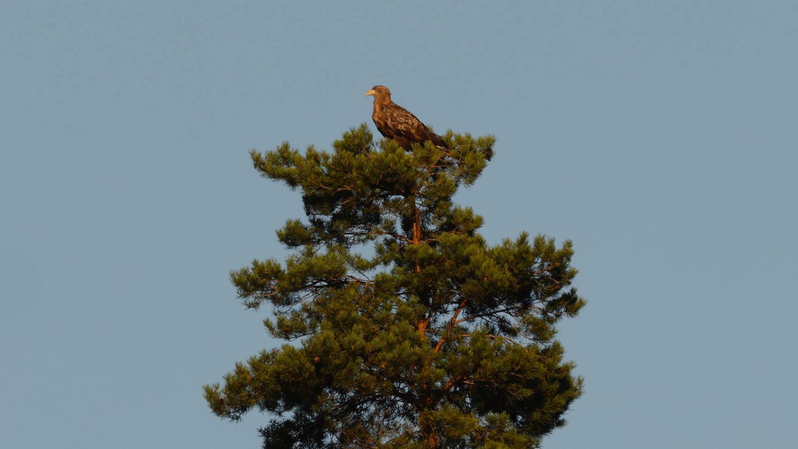 Flygande örn