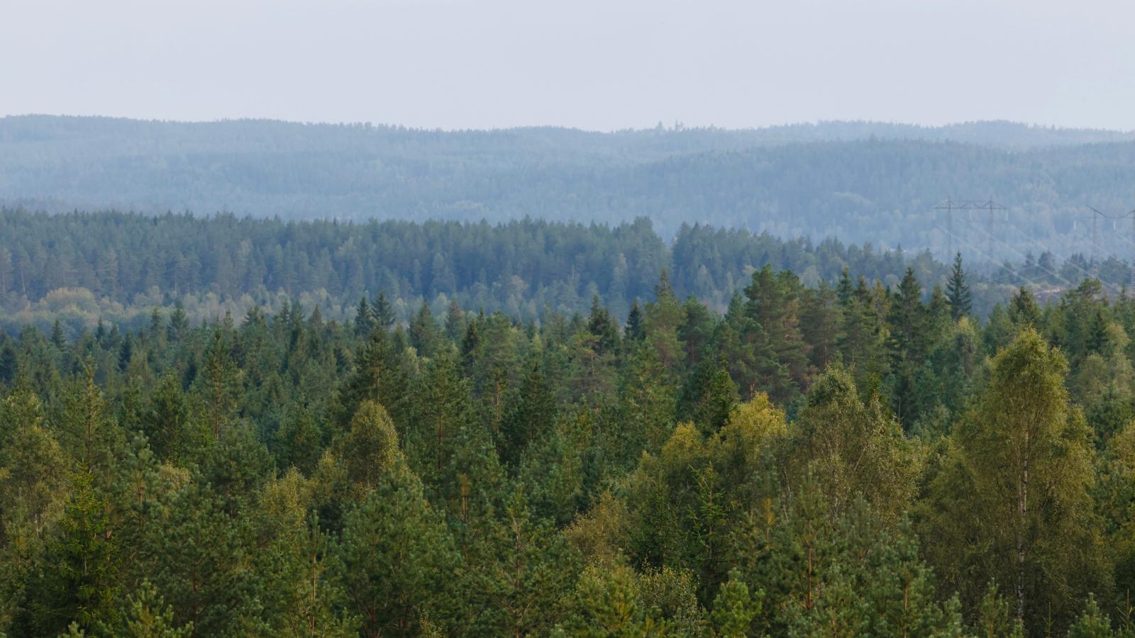 Älgfallet skog